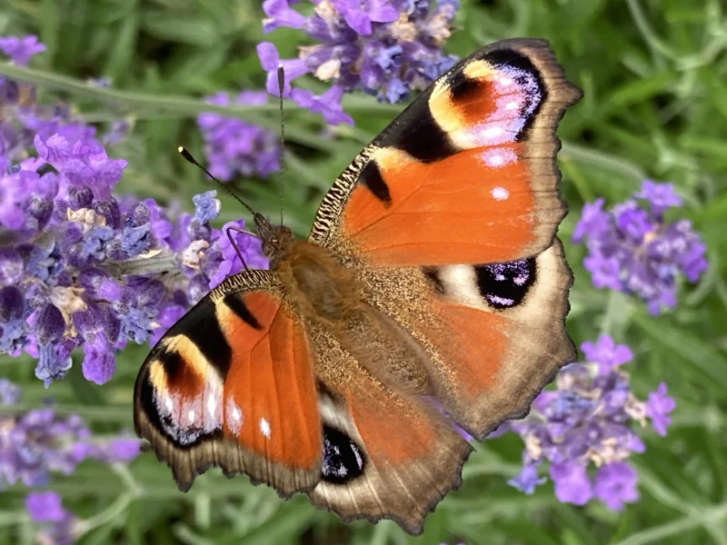 Tagpfauenauge auf lila Lavendel – Symbol der inneren Schönheit