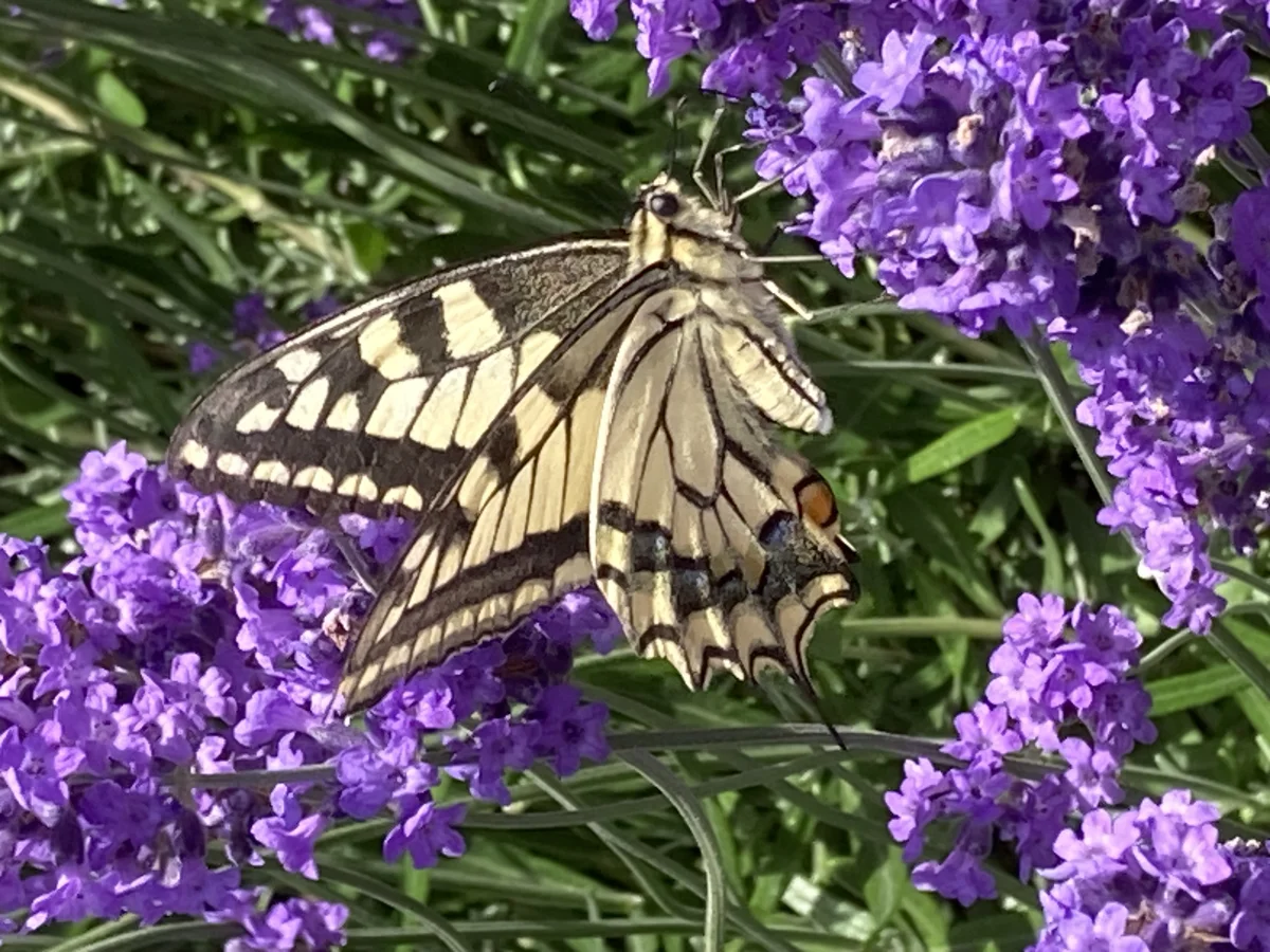 Schwalbenschwanz auf violettem Lavendel – Symbol der Transformation und Metamorphose