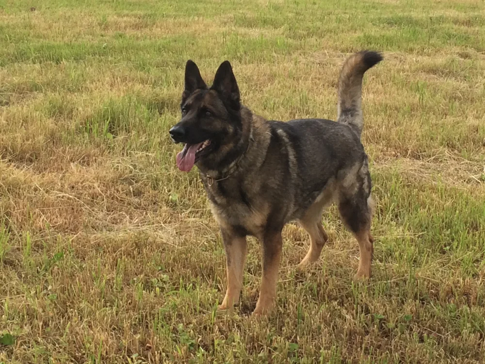 Duke, der treue Seelenhund – Deutscher Schäferhund auf der Wiese